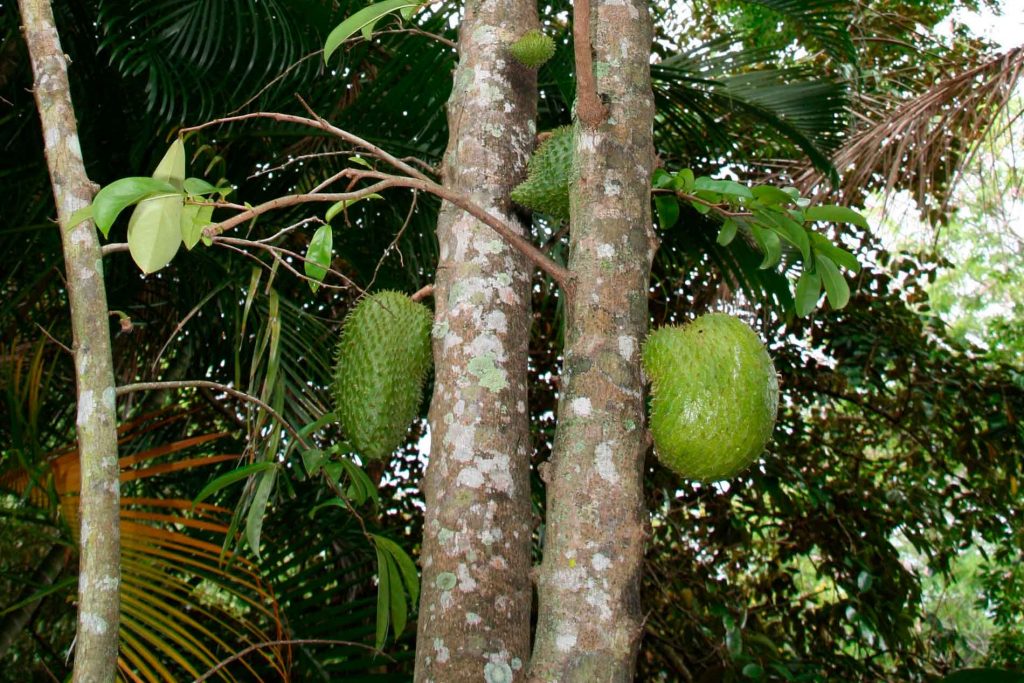 Graviopla Guanabana